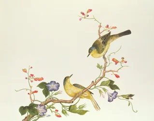 Bergeronnette jaune à tête bleue, période Ch